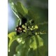 Bach Flower Remedies for Animals - Oak